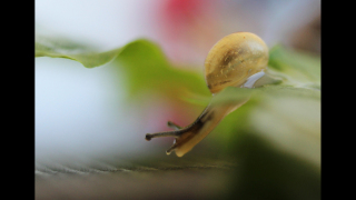 MACRO