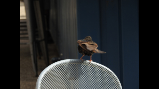 BIRDS