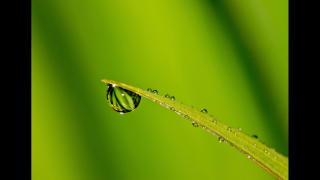 PLANTS AND DROPS