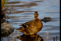 DUCKPOSE