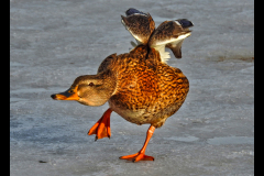 DUCKY DANCE