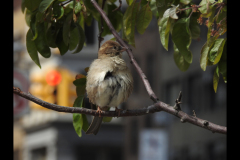 MANHATTAN BIRDIE