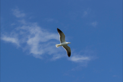 SEAGULL