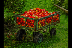 APPLES