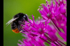 BABY BUMBLEBEE