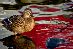 DUCKME