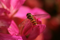 FLOWERFLY