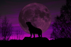 MOONALIZA
