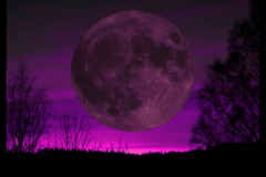 PURPLE MOON