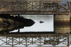 REFLECTION