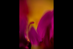 TINY WORLD