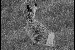 ZORN RABBIT