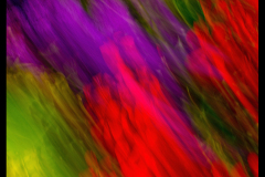 FLOWER E MOTION 01
