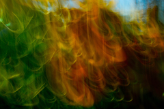 FLOWER E MOTION O10
