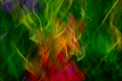 FLOWER E MOTION O11