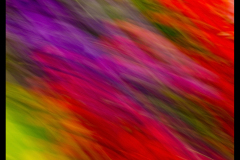 FLOWER E MOTION 02