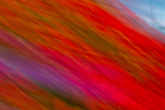 FLOWER E MOTION 03