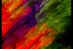 FLOWER E MOTION 04