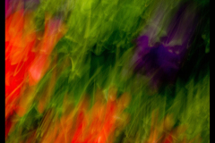 FLOWER E MOTION 05