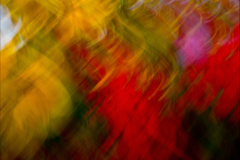 FLOWER E MOTION 06