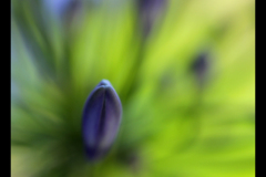 BEAUTY OF FLOWER