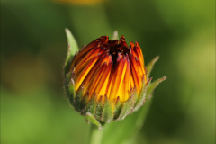 BLOOMED