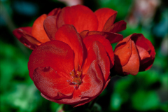 FIERY RED