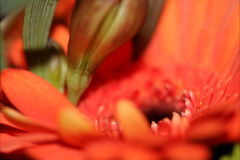 FLOWERY