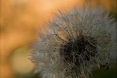 FLUFF