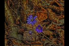 HEPATICA