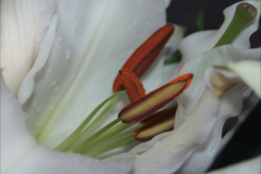 MIDDLE