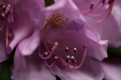 ORCHID