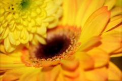 YELLOW FLOWERY