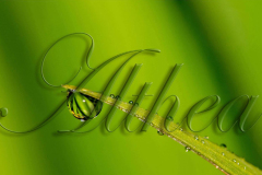 ALTHEA