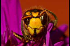 WASP 01