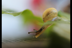 BABY SNAIL