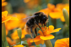 BUMBLE