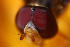 FLOWERFLY FACE