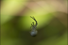 ITSY BITSY SPIDER