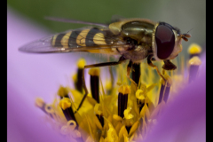 NECTAR