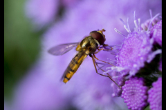 PURPLE WORLD