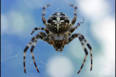 SPIDER X