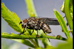 THE FLY