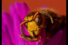 WASP 02