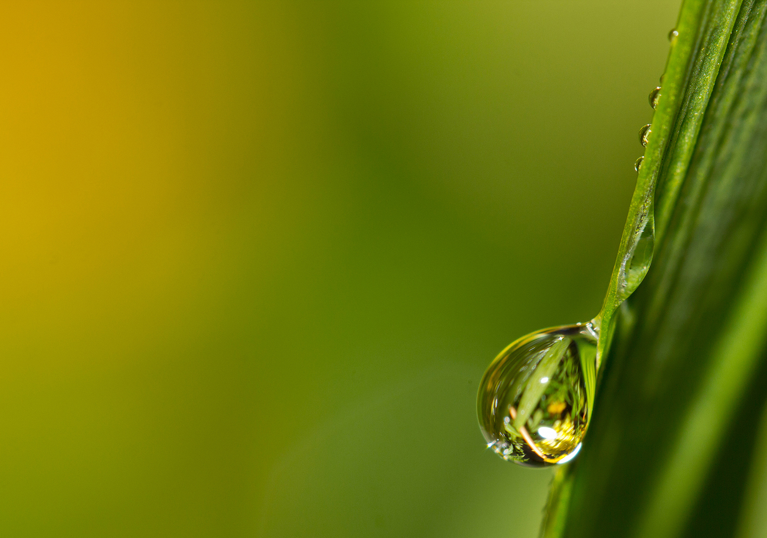 Plants and drops