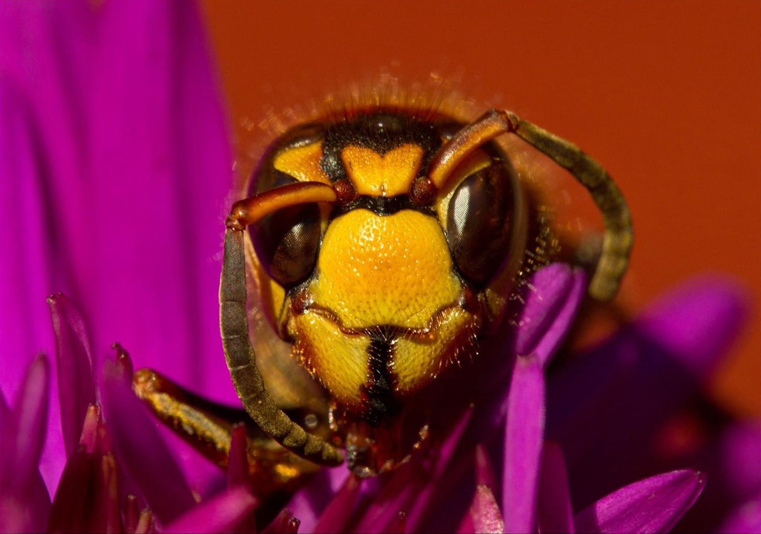 Macro