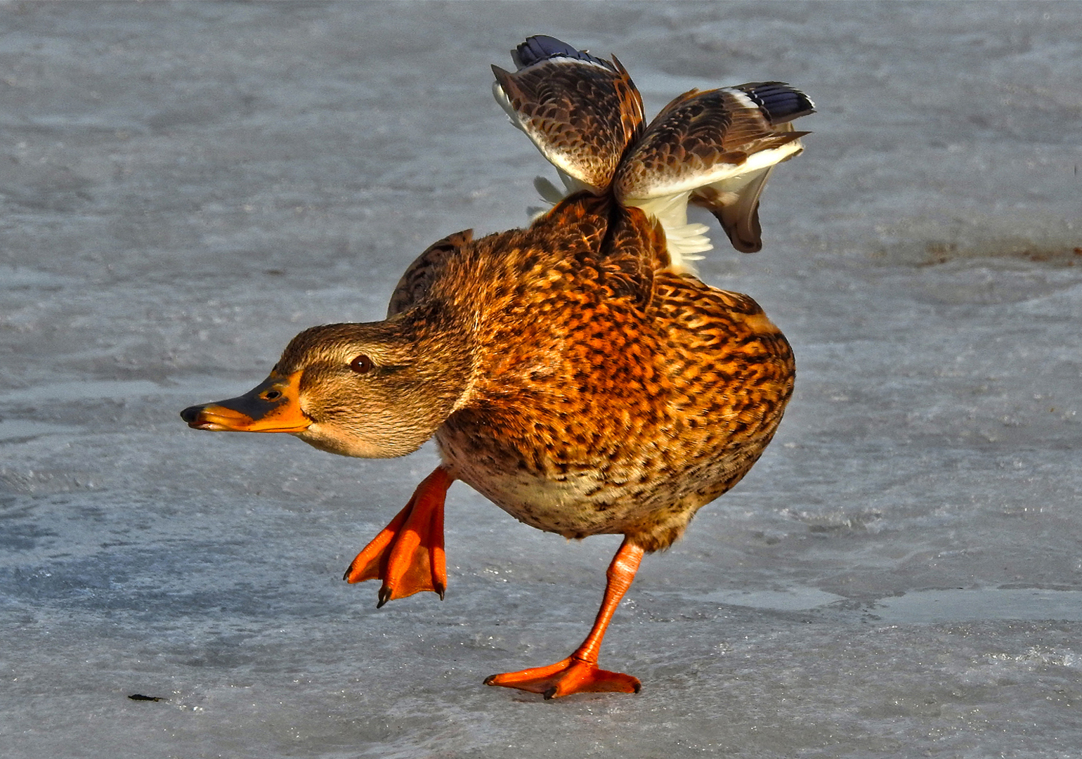 Birds